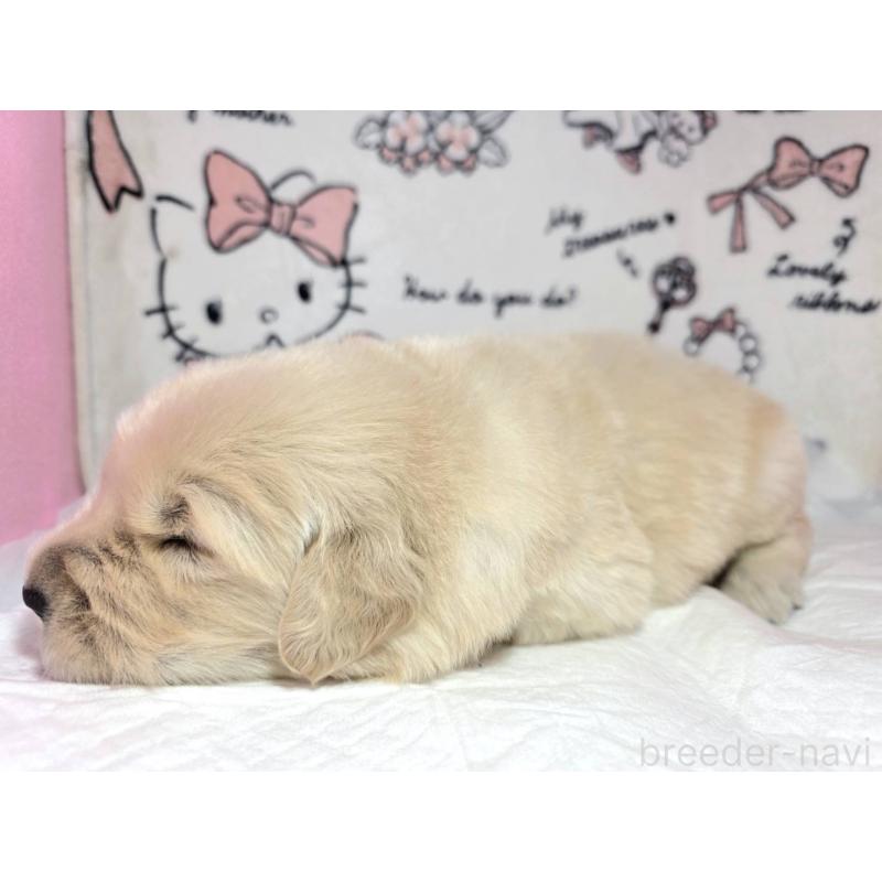販売中の静岡県のゴールデンレトリーバー-443634の4枚目