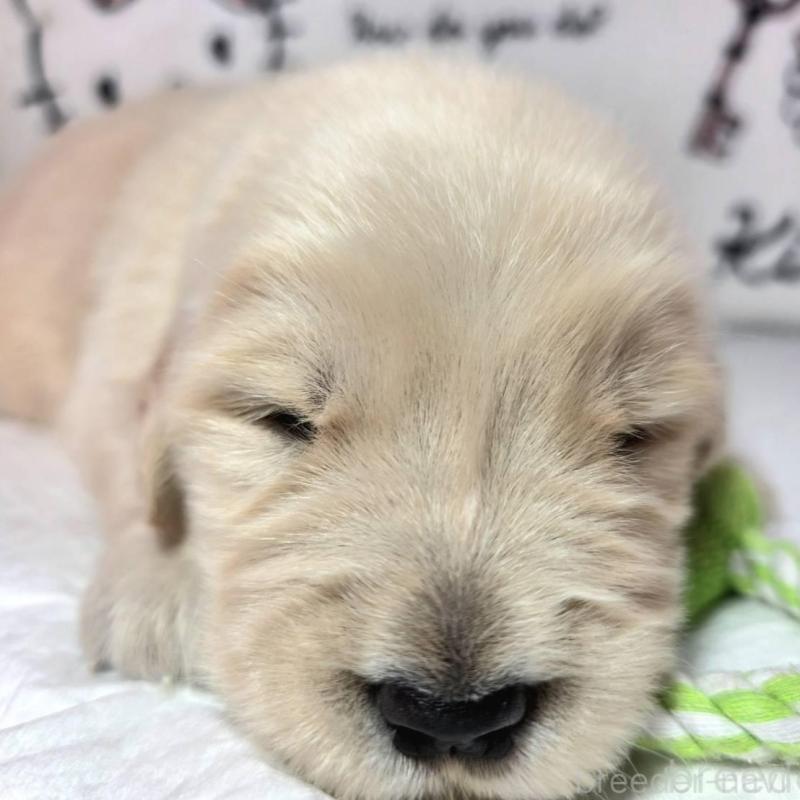 販売中の静岡県のゴールデンレトリーバー-443634