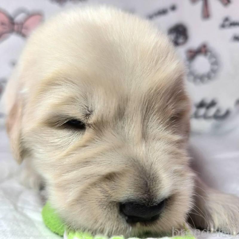 販売中の静岡県のゴールデンレトリーバー-443634の3枚目