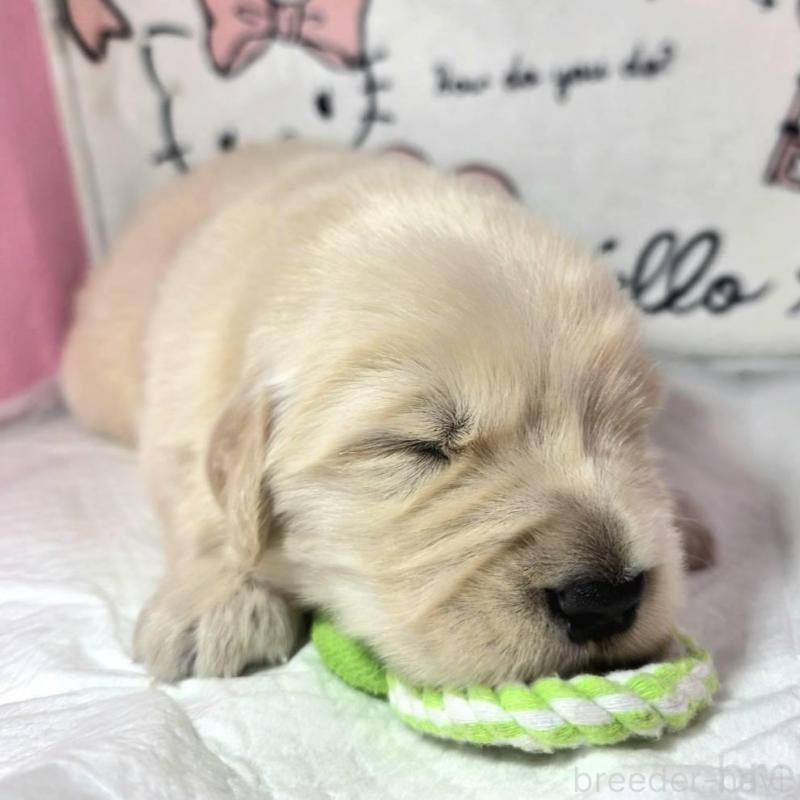 販売中の静岡県のゴールデンレトリーバー-443634の2枚目