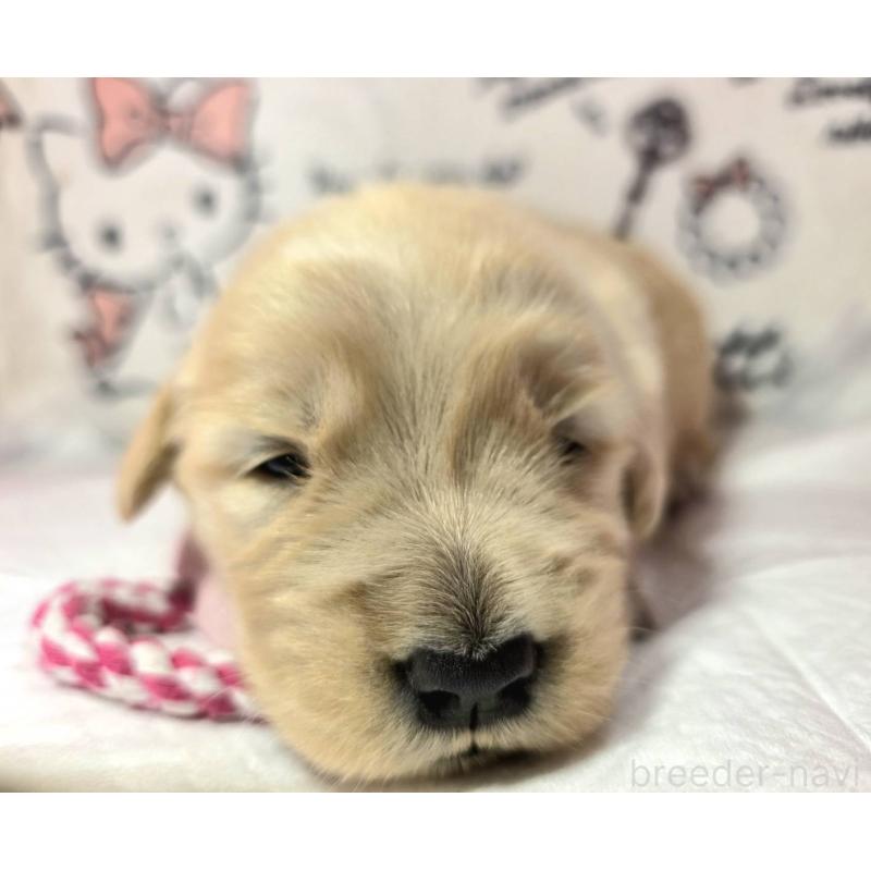 販売中の静岡県のゴールデンレトリーバー-443636の6枚目