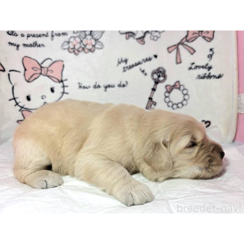 販売中の静岡県のゴールデンレトリーバー-443636の4枚目