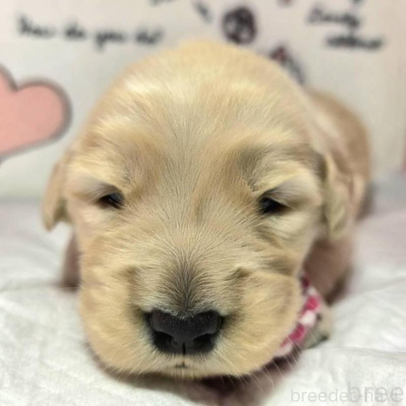 販売中の静岡県のゴールデンレトリーバー-443636