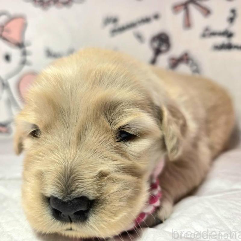 販売中の静岡県のゴールデンレトリーバー-443636の3枚目