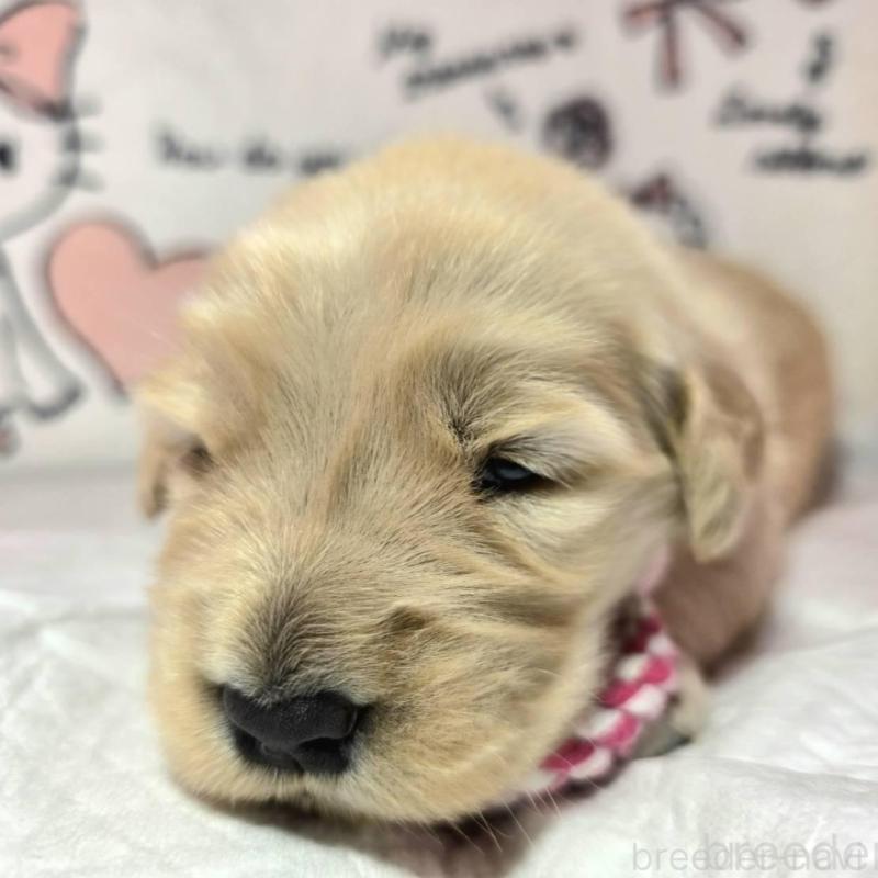 販売中の静岡県のゴールデンレトリーバー-443636の2枚目