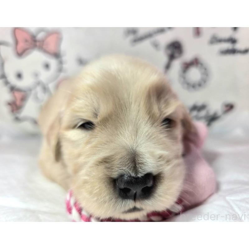 販売中の静岡県のゴールデンレトリーバー-443637の7枚目