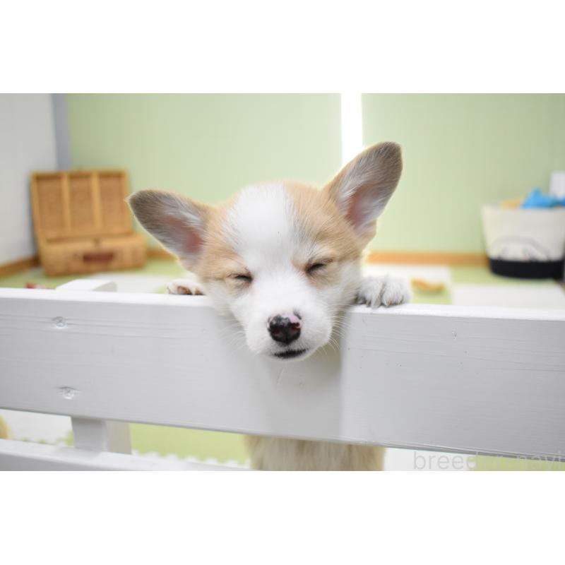 成約済の愛知県のウェルシュコーギーペンブローク-440526の10枚目