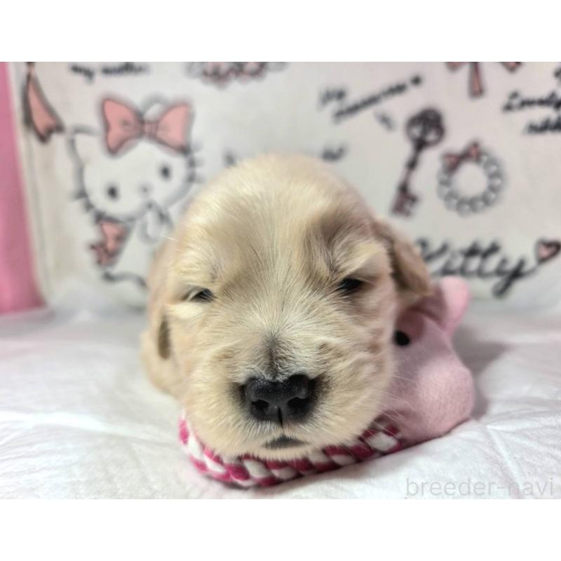 販売中の静岡県のゴールデンレトリーバー-443637の6枚目