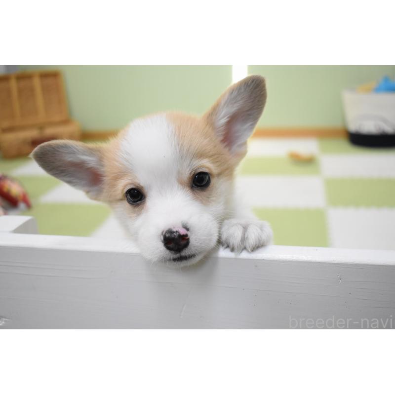 成約済の愛知県のウェルシュコーギーペンブローク-440526の9枚目