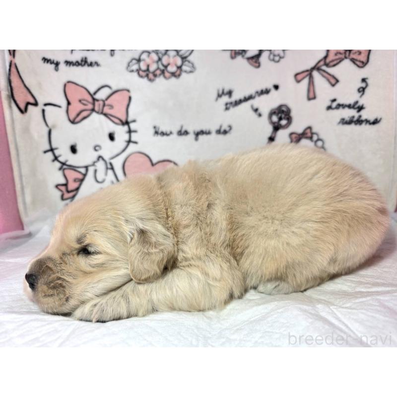 販売中の静岡県のゴールデンレトリーバー-443637の3枚目