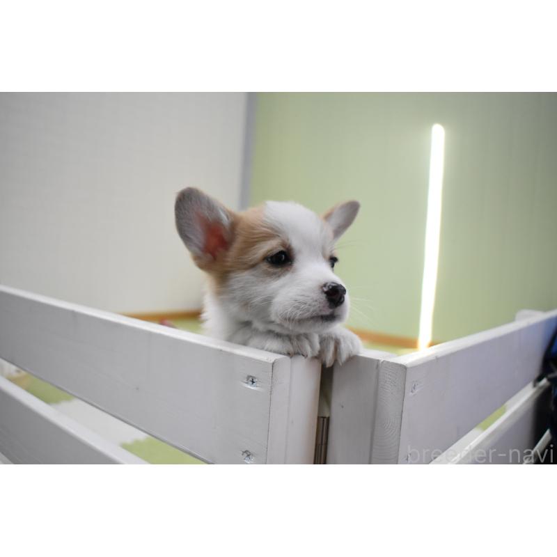 成約済の愛知県のウェルシュコーギーペンブローク-440526の8枚目