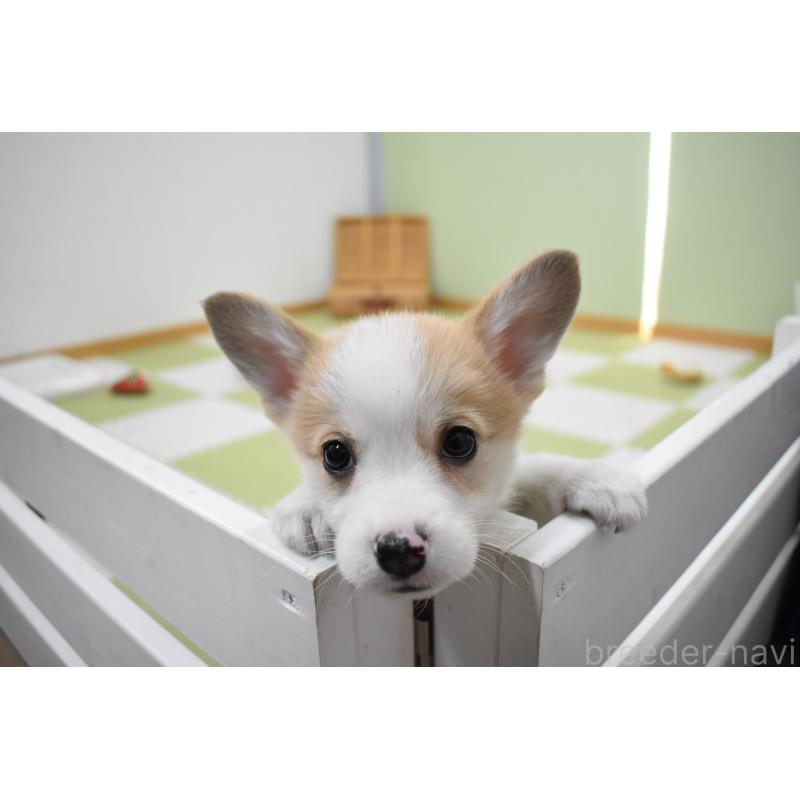 成約済の愛知県のウェルシュコーギーペンブローク-440526の7枚目