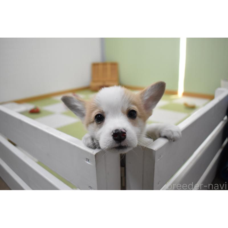 成約済の愛知県のウェルシュコーギーペンブローク-440526の6枚目