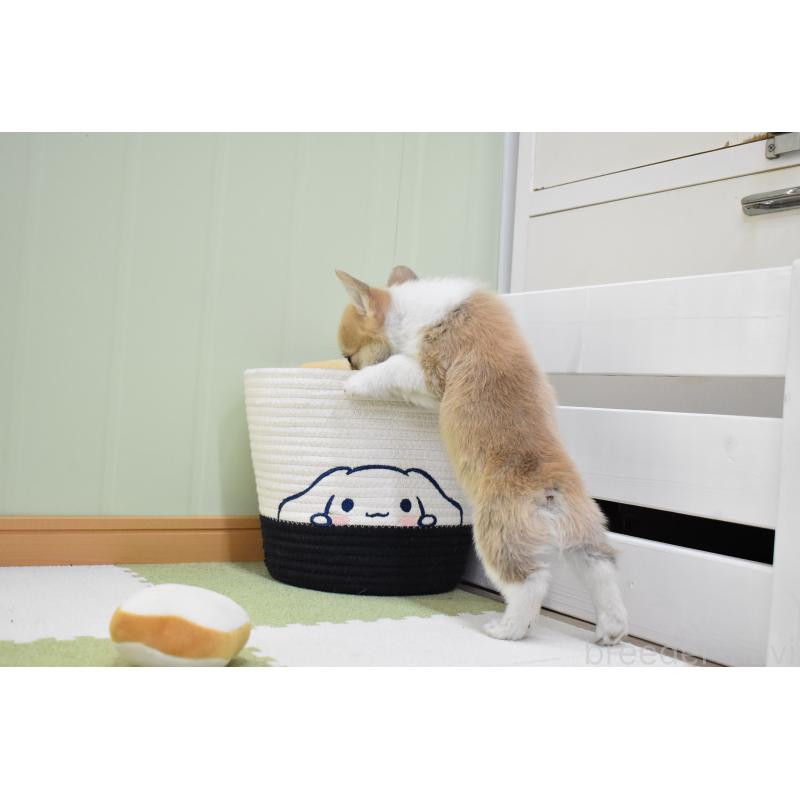 成約済の愛知県のウェルシュコーギーペンブローク-440526の5枚目