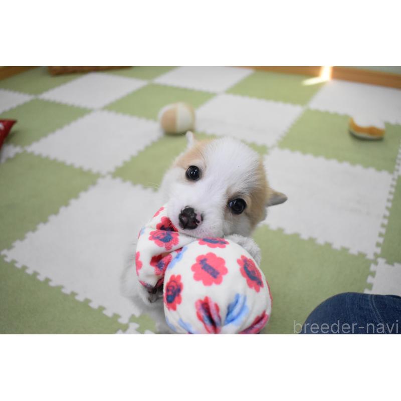 成約済の愛知県のウェルシュコーギーペンブローク-440526の4枚目