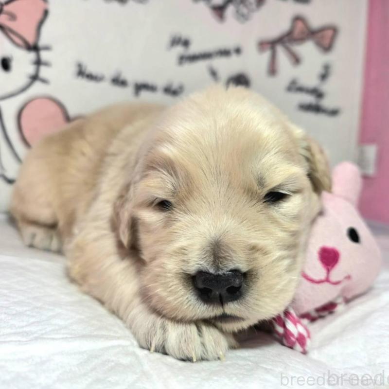 販売中の静岡県のゴールデンレトリーバー-443637の2枚目