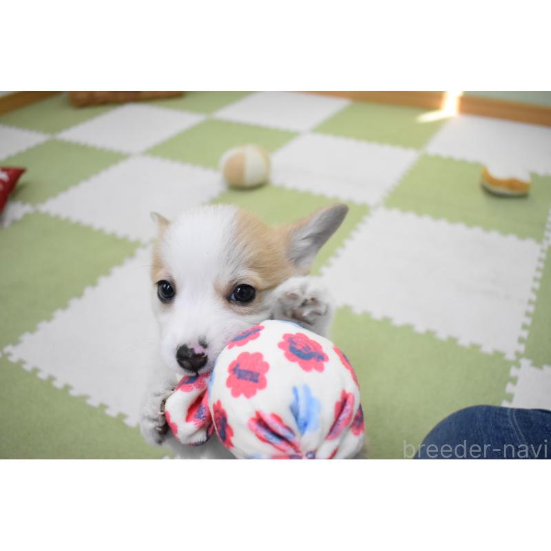 成約済の愛知県のウェルシュコーギーペンブローク-440526の3枚目