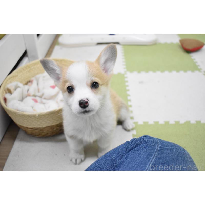 成約済の愛知県のウェルシュコーギーペンブローク-440526の2枚目