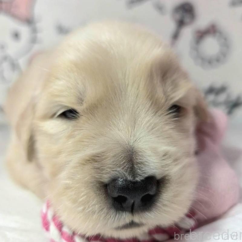 販売中の静岡県のゴールデンレトリーバー-443637の1枚目