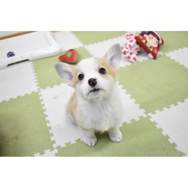 販売中の愛知県のウェルシュコーギーペンブローク-440526