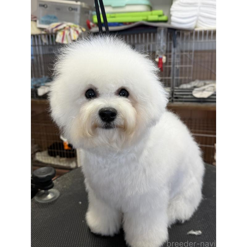 販売中の栃木県のビションフリーゼ-407340の8枚目