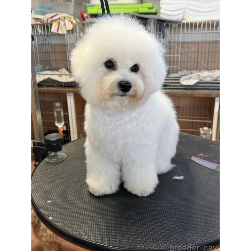 販売中の栃木県のビションフリーゼ-407340の7枚目