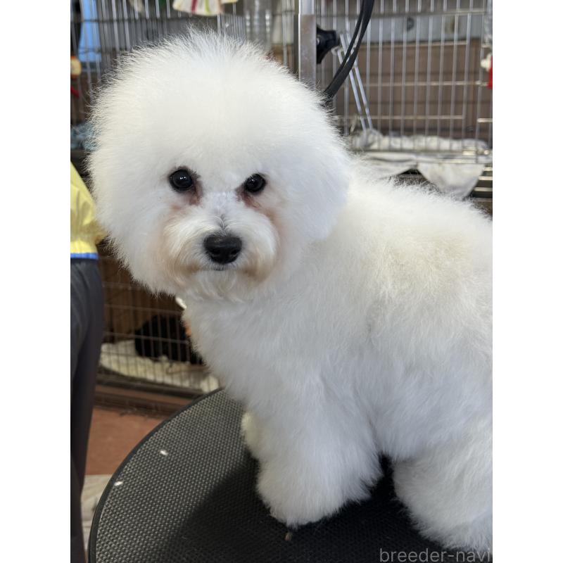 販売中の栃木県のビションフリーゼ-407340の6枚目