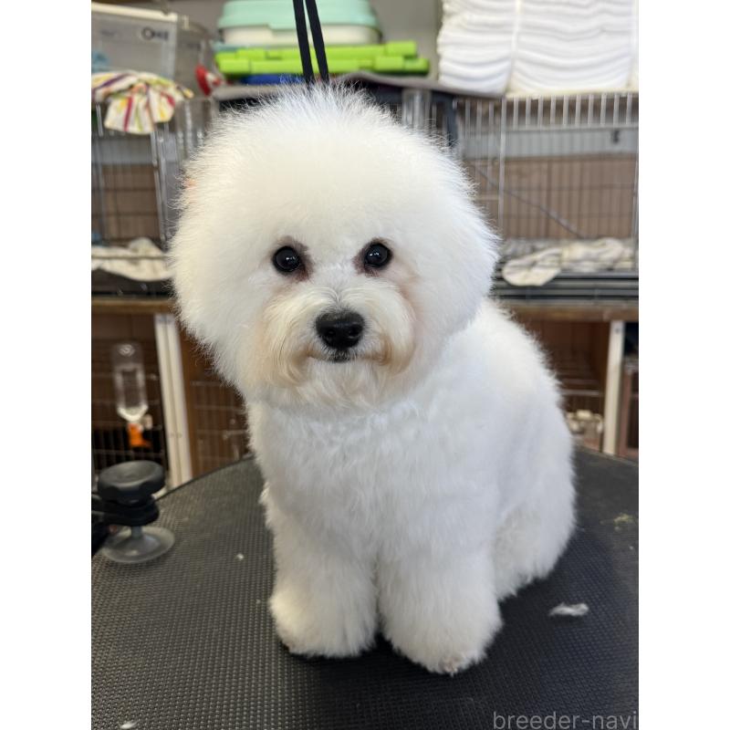 販売中の栃木県のビションフリーゼ-407340の5枚目