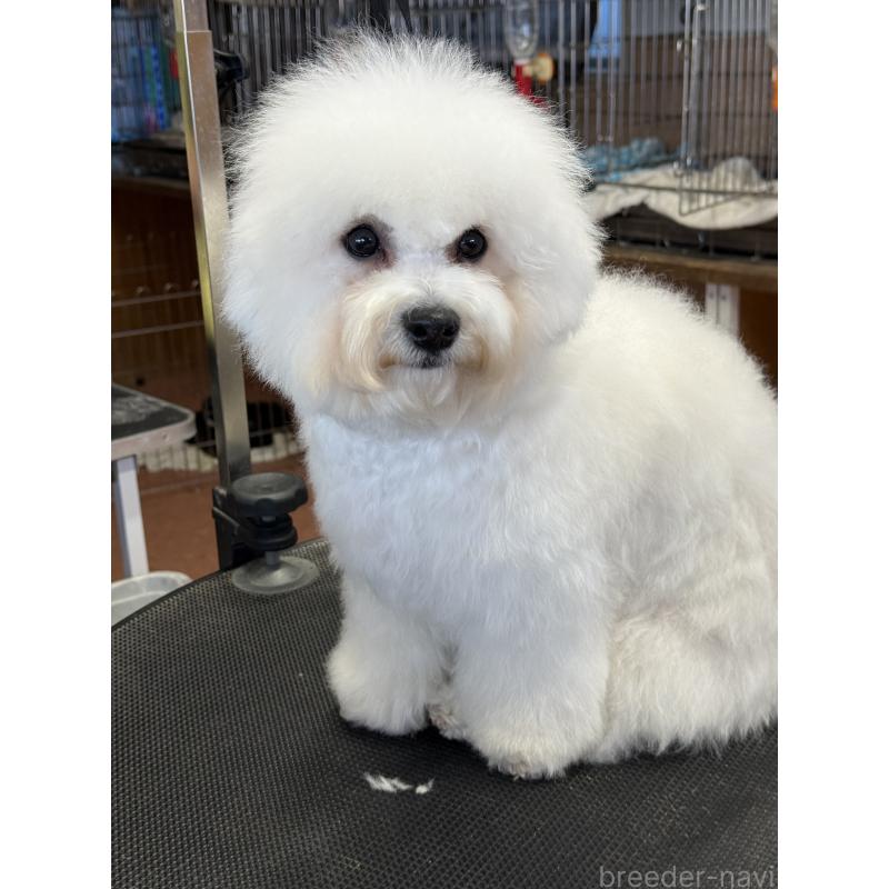 販売中の栃木県のビションフリーゼ-407340の4枚目