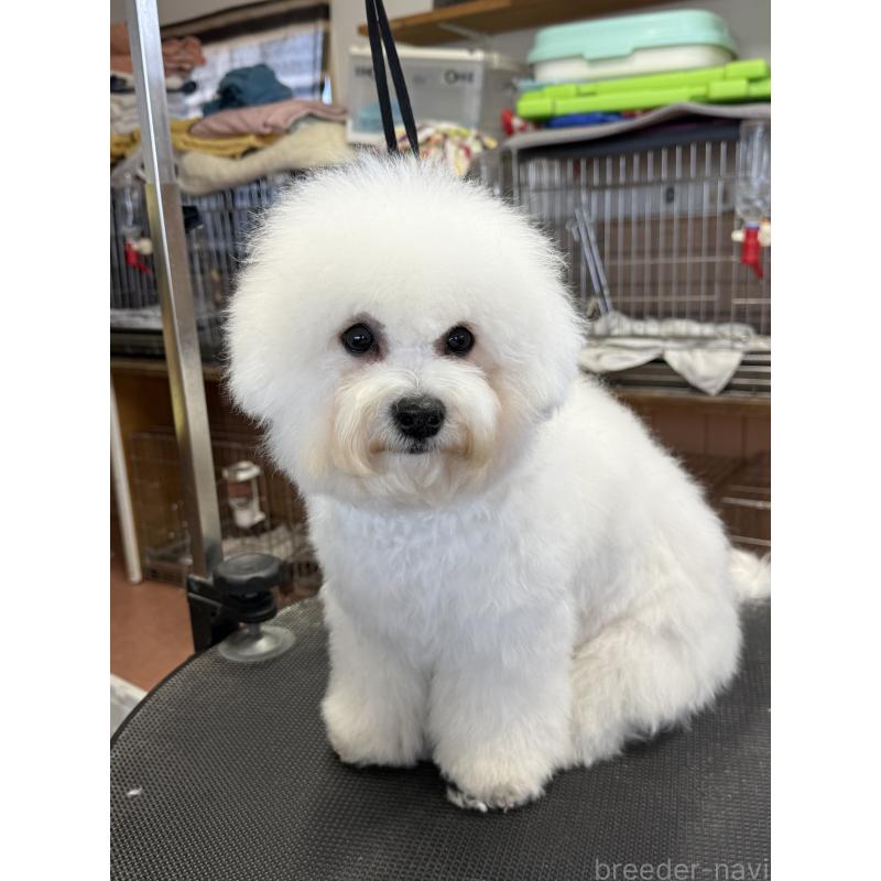 販売中の栃木県のビションフリーゼ-407340の3枚目