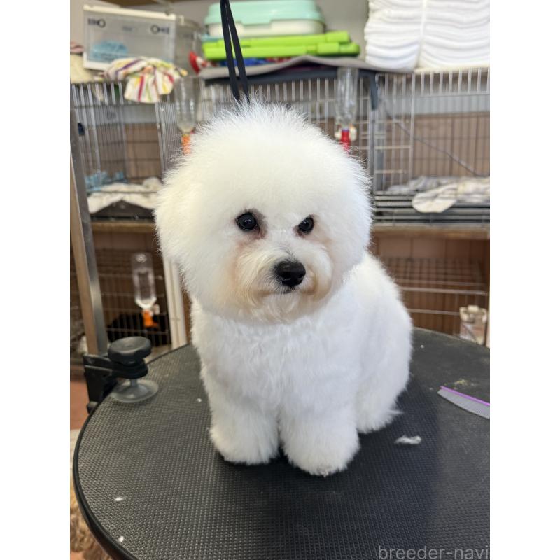 販売中の栃木県のビションフリーゼ-407340の2枚目