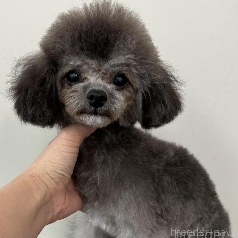 販売中の広島県のトイプードル-443639の1枚目