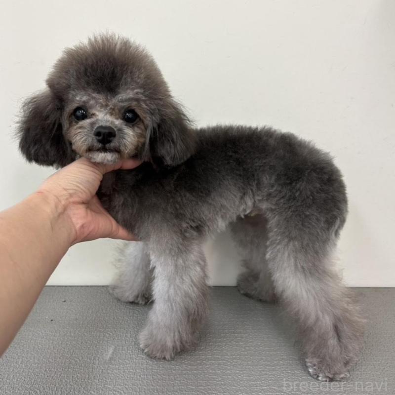 販売中の広島県のトイプードル-443639の4枚目