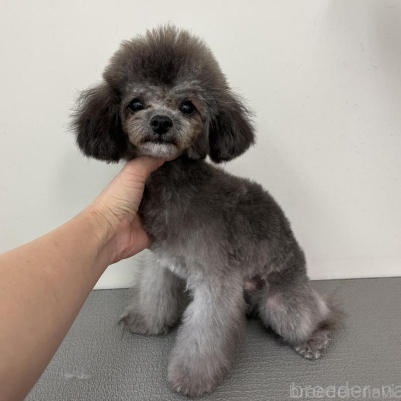 販売中の広島県のトイプードル-443639の2枚目