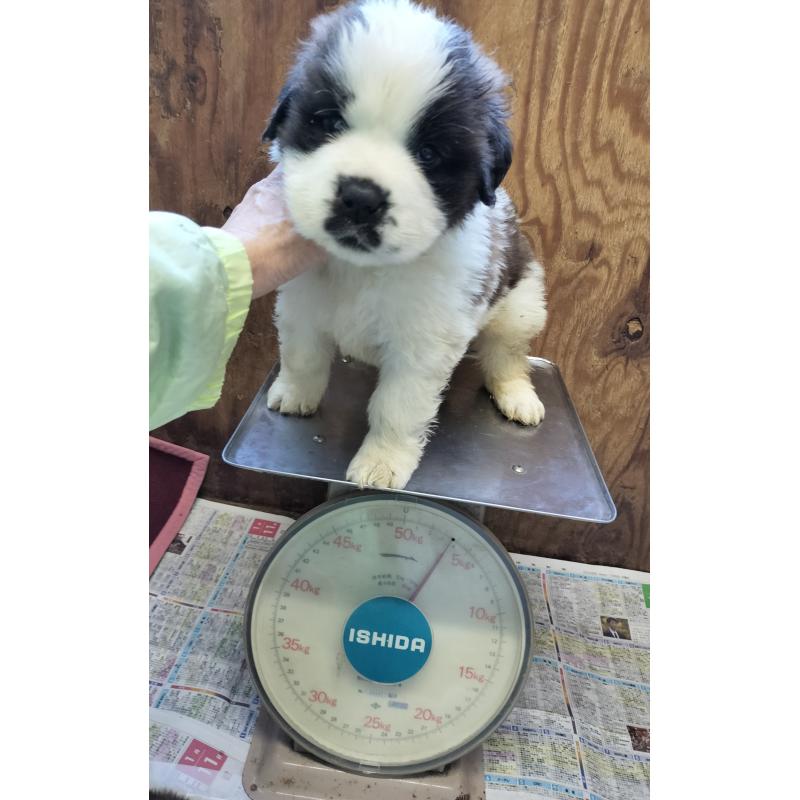 成約済の岐阜県のセントバーナード-439461の2枚目