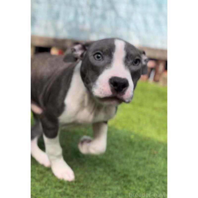 販売中の埼玉県のアメリカンピットブルテリア-443642の7枚目