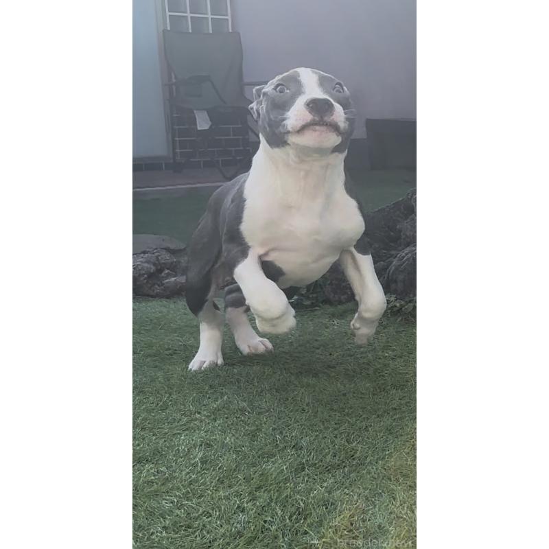 販売中の埼玉県のアメリカンピットブルテリア-443642の6枚目