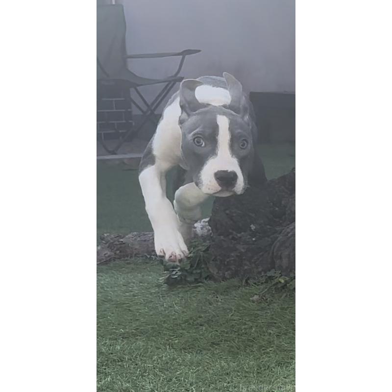 販売中の埼玉県のアメリカンピットブルテリア-443642の5枚目