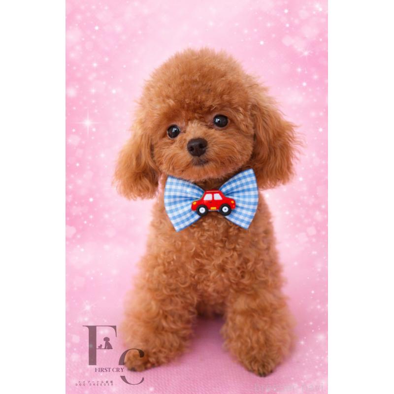 販売中の栃木県のタイニープードル-406620