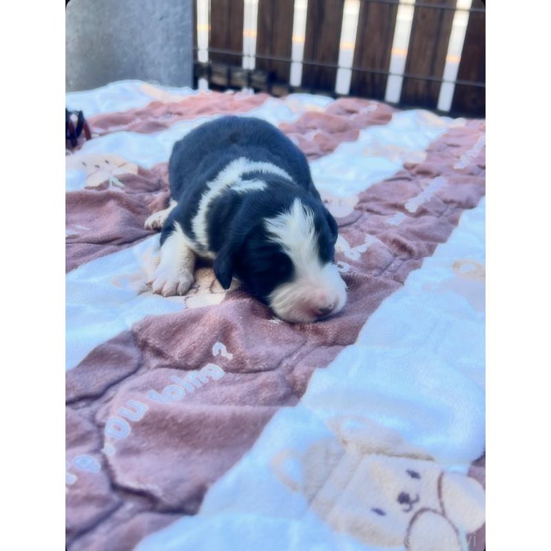 販売中の滋賀県のバーニードゥードル:バーニーズ×スタンダードプードル-443647の3枚目