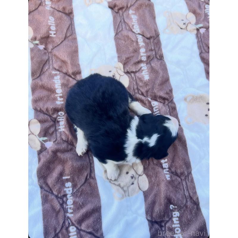 販売中の滋賀県のバーニードゥードル:バーニーズ×スタンダードプードル-443647の2枚目