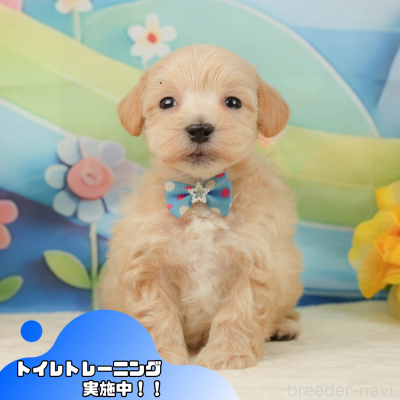 販売中ののマルプー:マルチーズ×トイプードル-443650