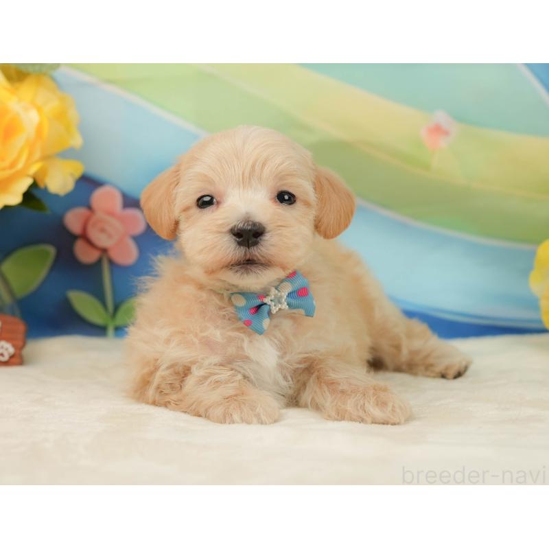 販売中の静岡県のマルプー:マルチーズ×トイプードル-443650の9枚目