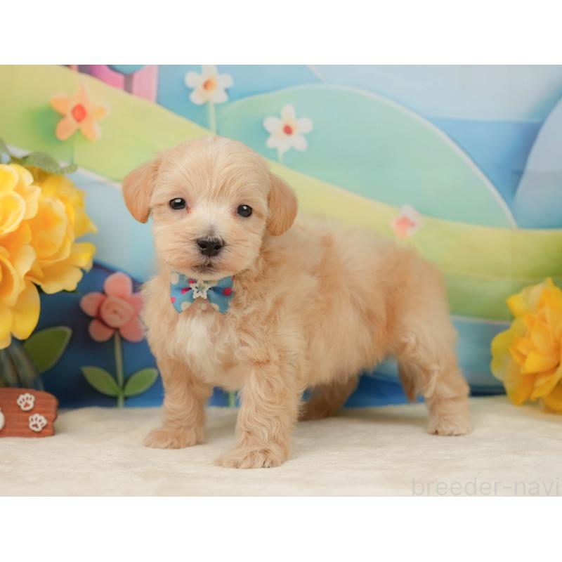 販売中の静岡県のマルプー:マルチーズ×トイプードル-443650の8枚目