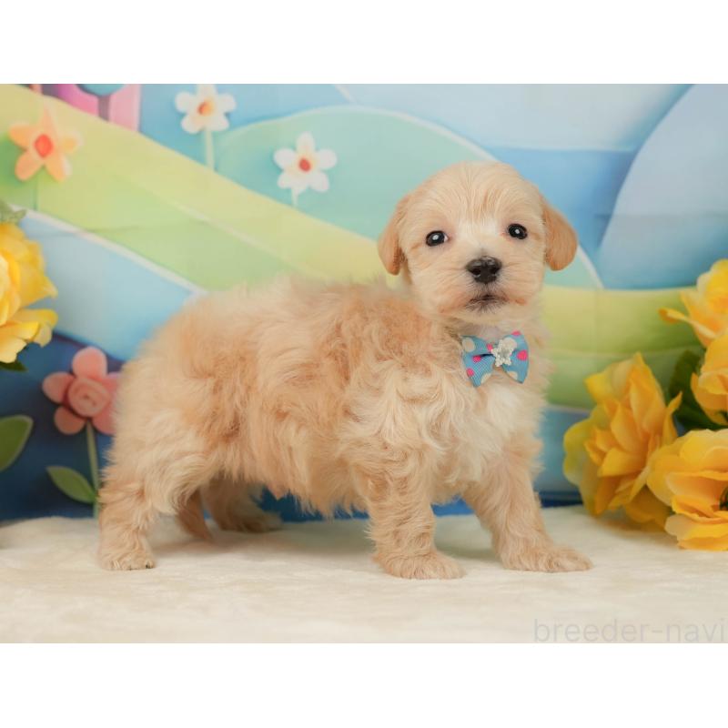 販売中の静岡県のマルプー:マルチーズ×トイプードル-443650の7枚目