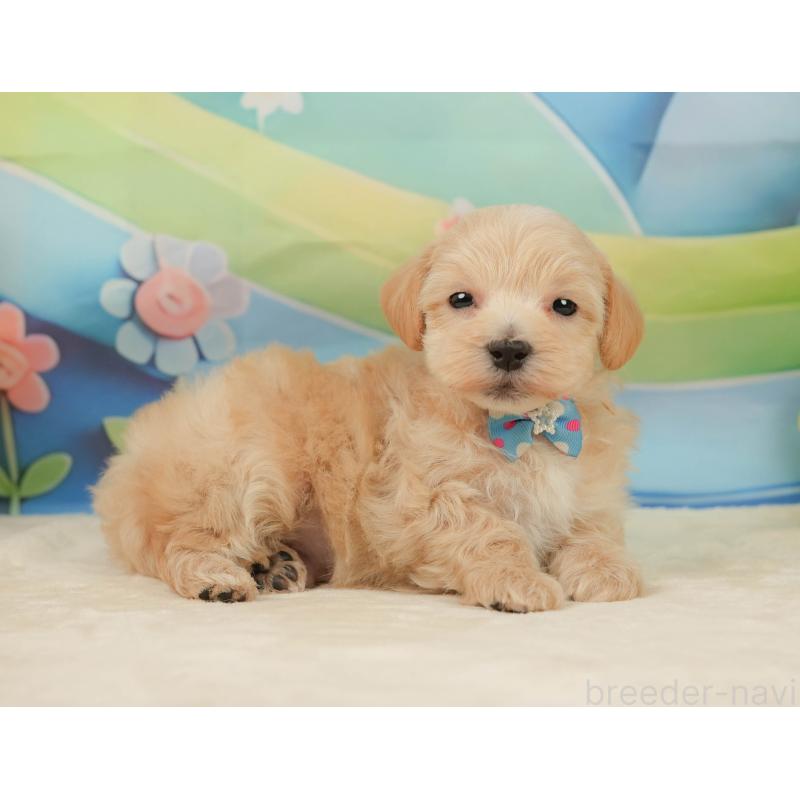 販売中の静岡県のマルプー:マルチーズ×トイプードル-443650の6枚目