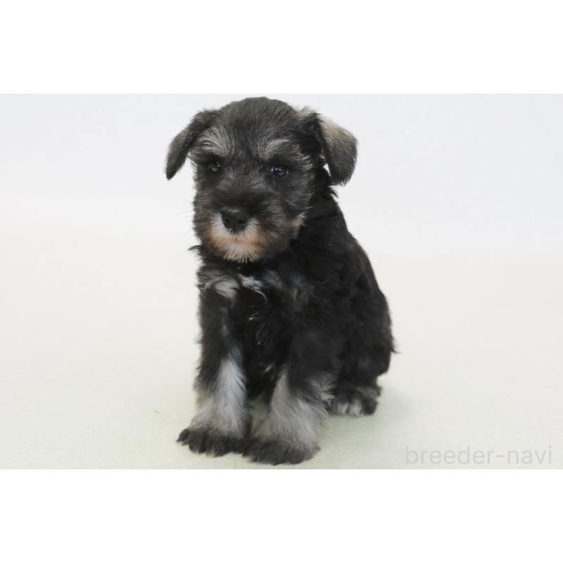 販売中の神奈川県のミニチュアシュナウザー-440388