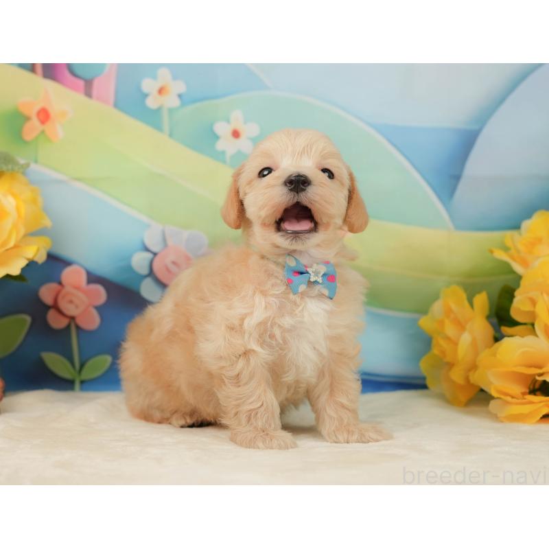 販売中の静岡県のマルプー:マルチーズ×トイプードル-443650の5枚目