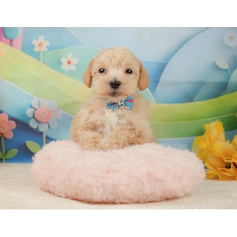 販売中の静岡県のマルプー:マルチーズ×トイプードル-443650の4枚目