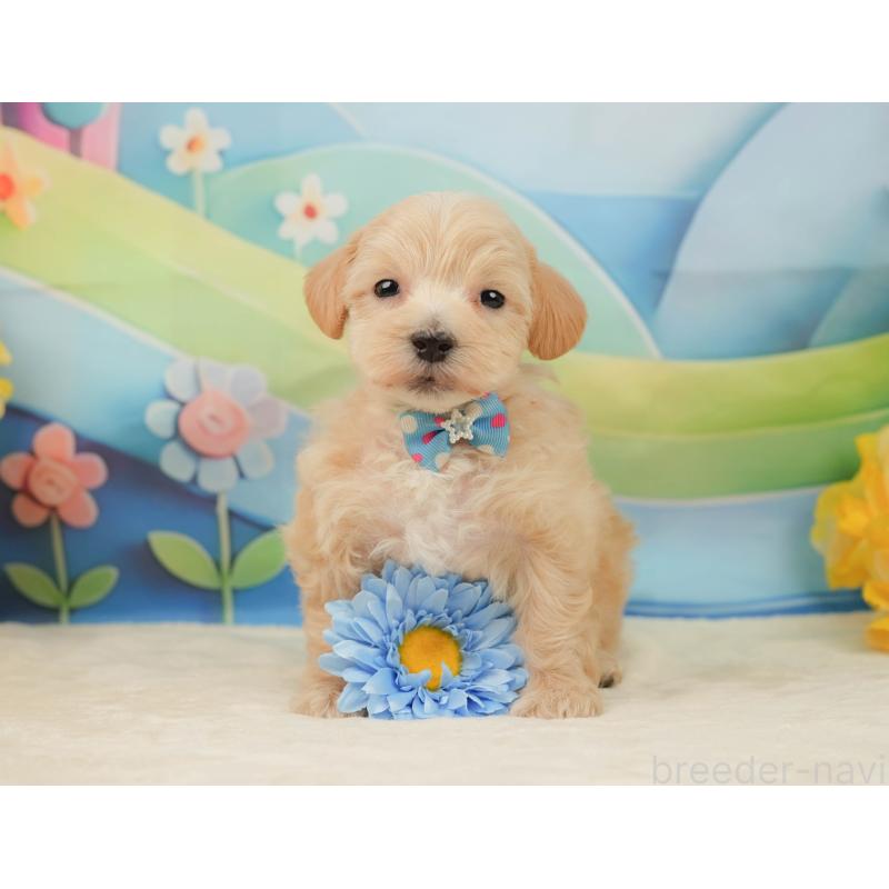 販売中の静岡県のマルプー:マルチーズ×トイプードル-443650の3枚目